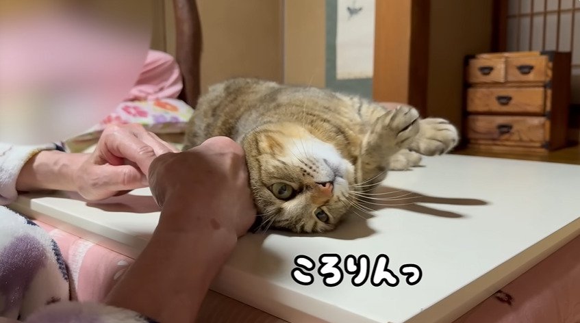 ひっくり返る猫