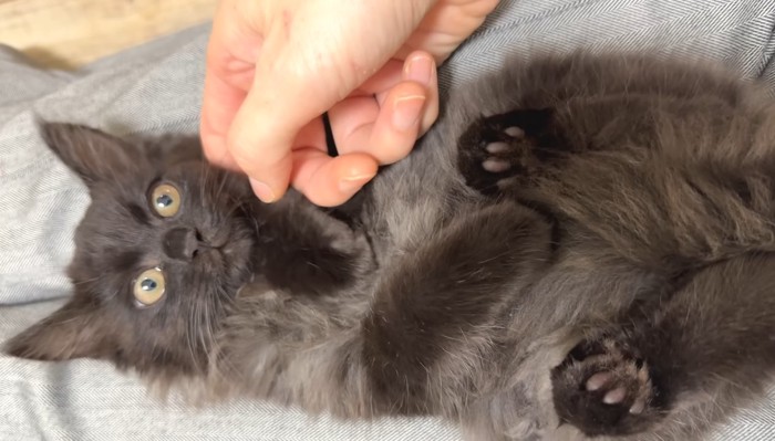 仰向けのベニちゃん