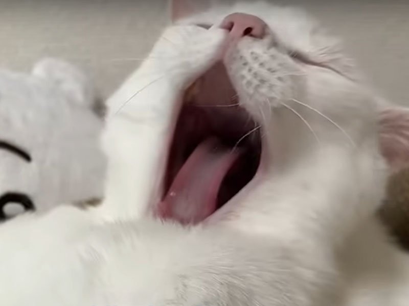 あくびする猫