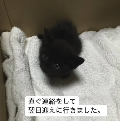 白いタオルの上に座る子猫