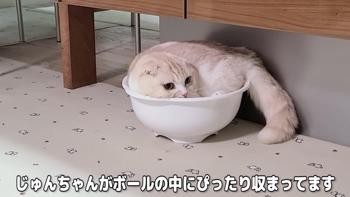 ボウルに入った猫