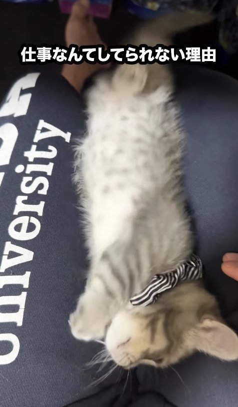 飼い主の膝の上で伸びている子猫