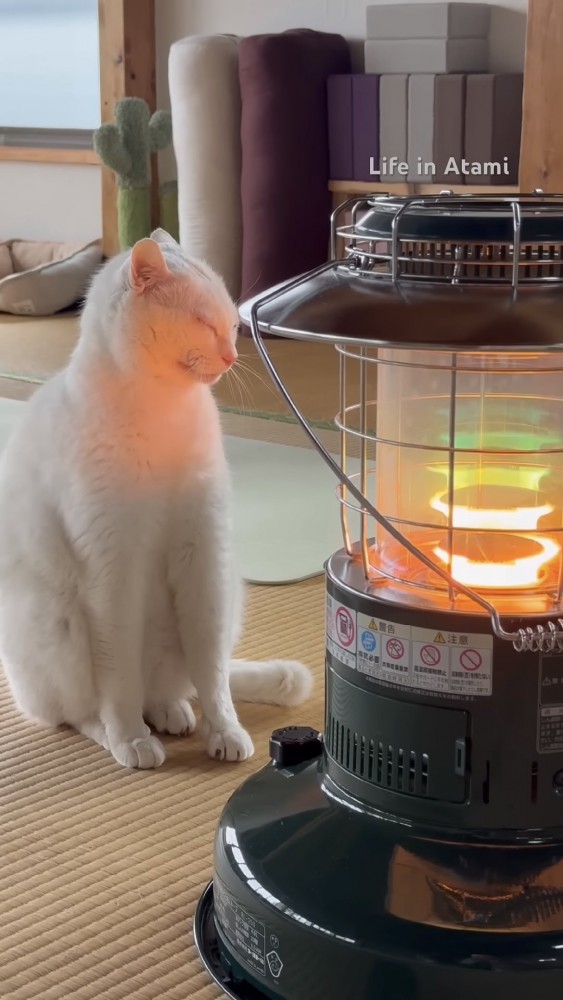 ストーブの前でくつろぐ猫の写真4