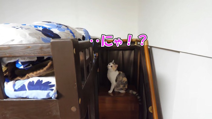 布団を見る猫