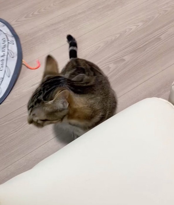 目の前に座る猫