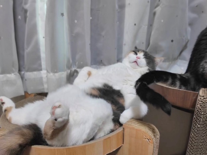 眠るブリショに近づく尻尾