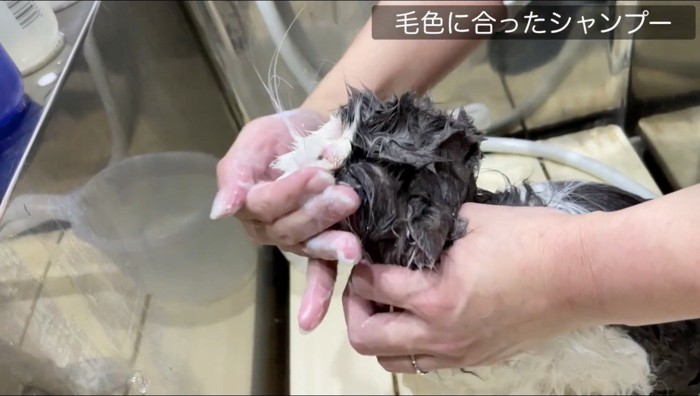 猫の顔周りをシャンプーする女性