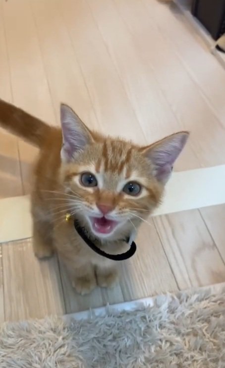 鳴いている茶トラの子猫