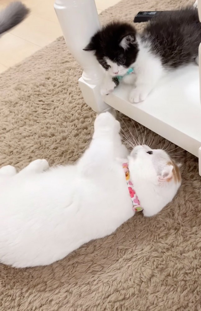一緒に遊ぶ2匹の猫