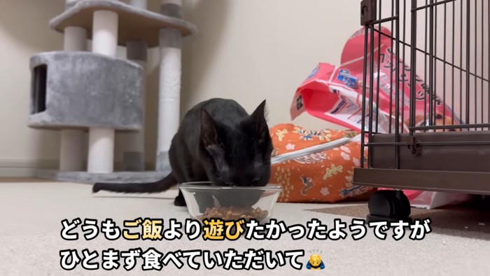 ご飯を食べる黒猫