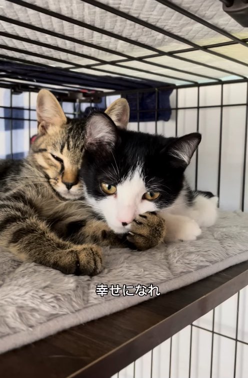 ケージの中で顔を寄せ合っている2匹の猫のアップ
