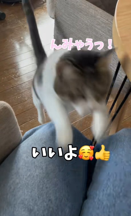 飼い主の膝にジャンプする猫