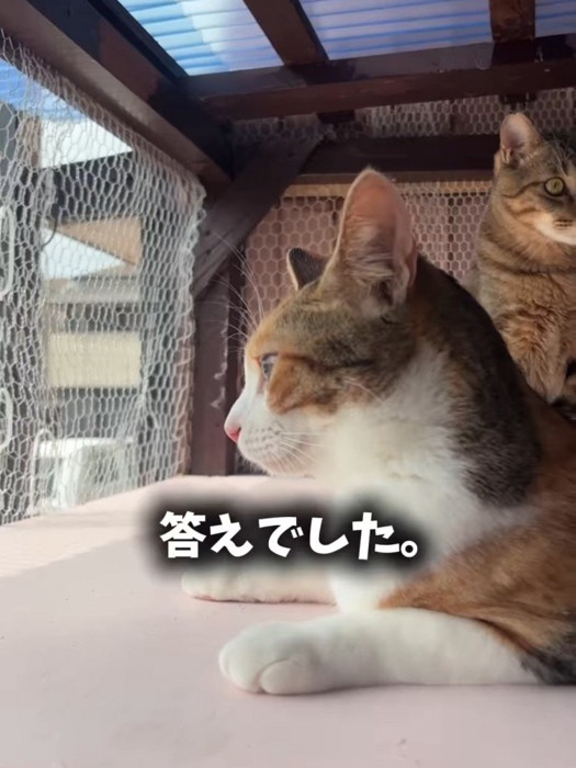 外を見ている猫の横顔