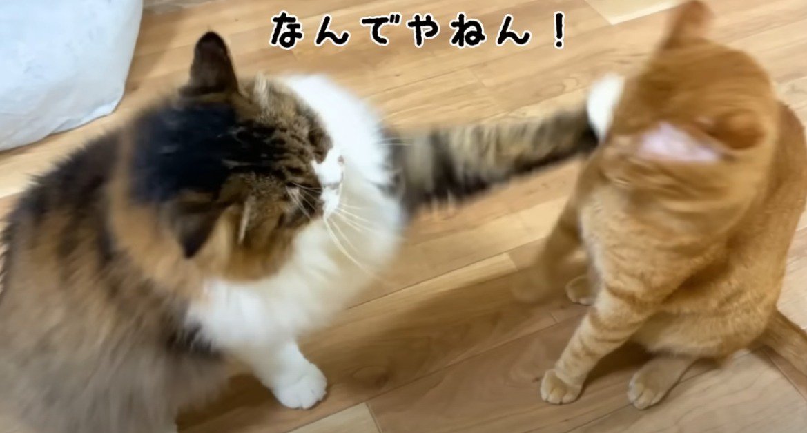 茶トラ猫にパンチをする猫