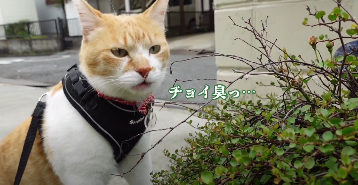 植え込みに近づく猫