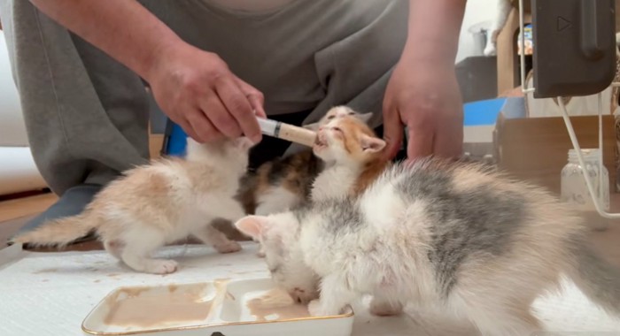 離乳食を口に入れられる猫、平皿から食べる猫