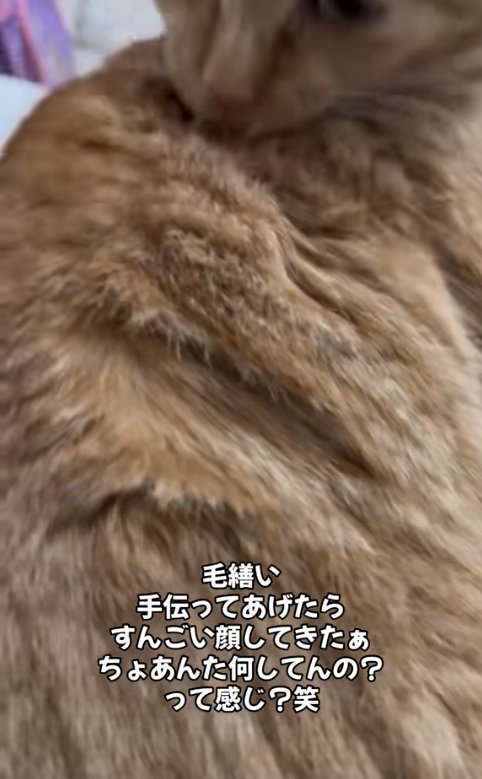 茶トラの毛の凹んでいる場所のアップ