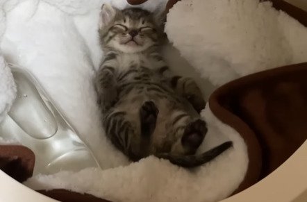 仰向けで寝る子猫