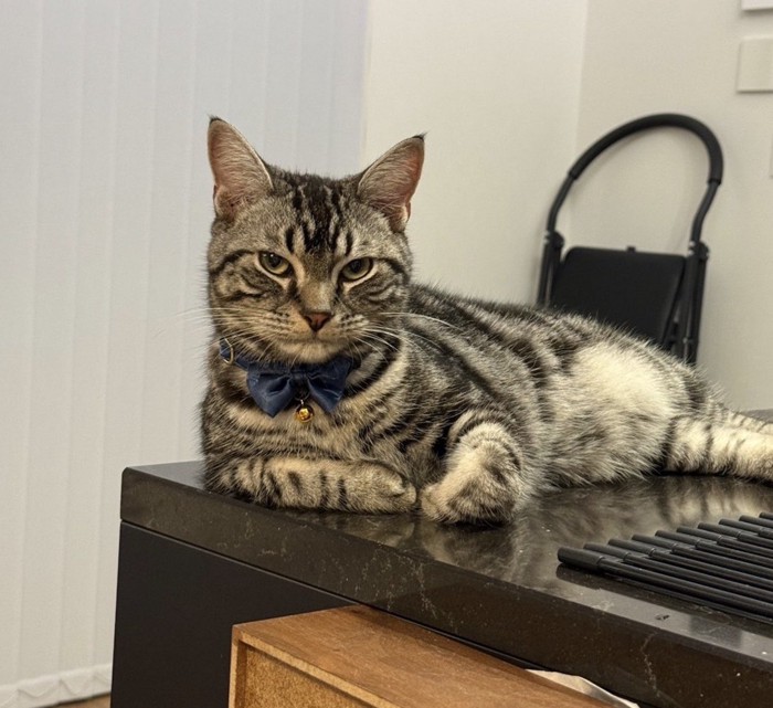 テーブルの上で肘をついてくつろぐ猫