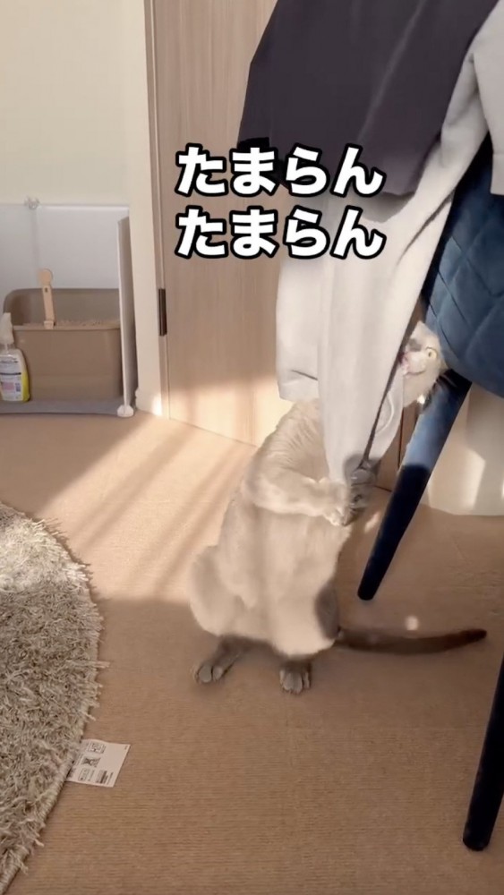 洋服の臭いがたまらなく好きな猫