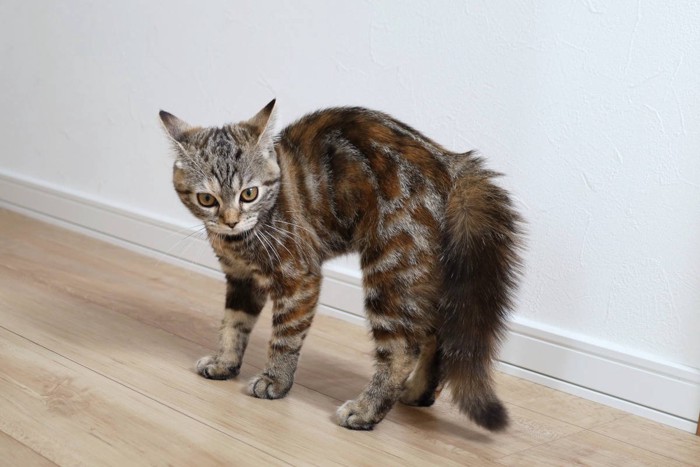 威嚇する猫