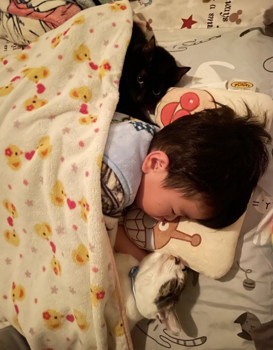 2匹の猫と寝る男の子