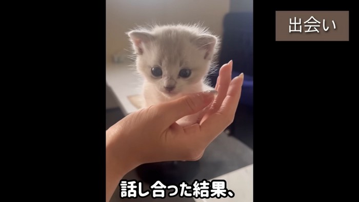 手のひらにのった子猫