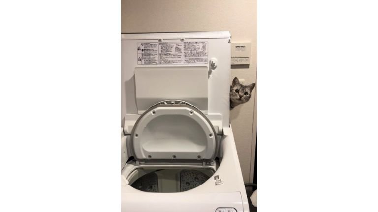 洗濯機の陰にいる猫
