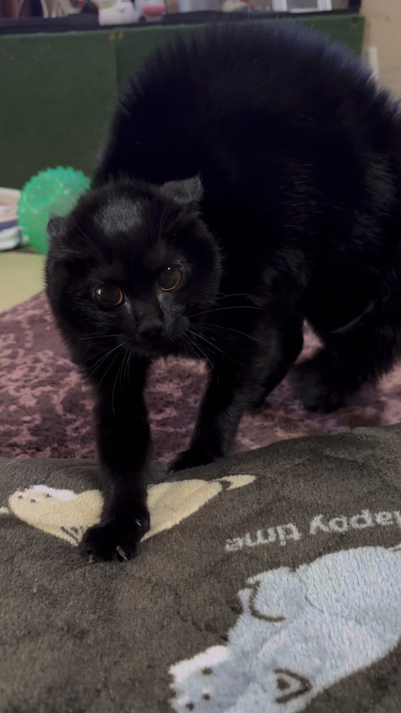 威嚇している黒猫さん