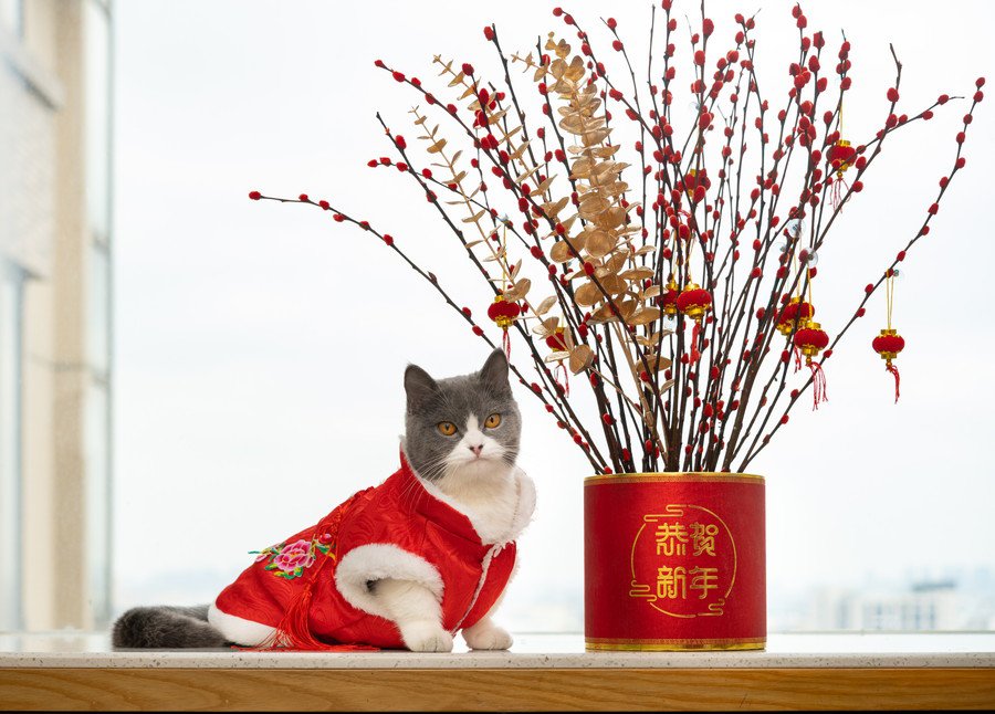 春節の衣装を着た猫