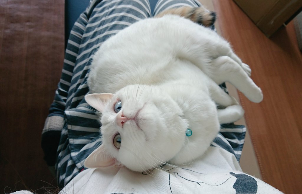 ひざの上の猫