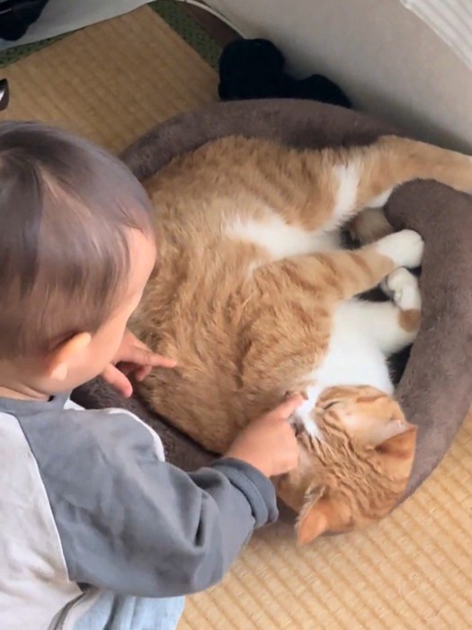 鼻を触られる猫