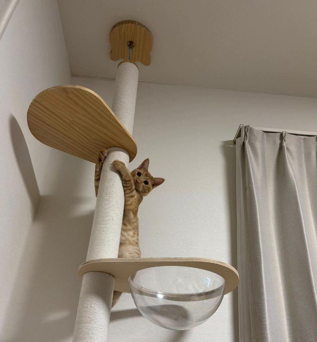 キャットタワーに登る猫