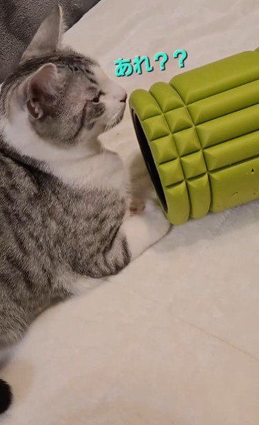 ローラーで遊んでいる猫