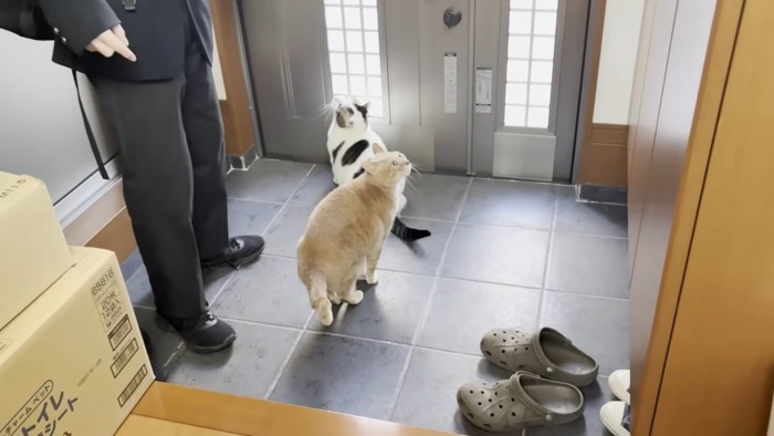 玄関に集う息子さん&猫ちゃんズ