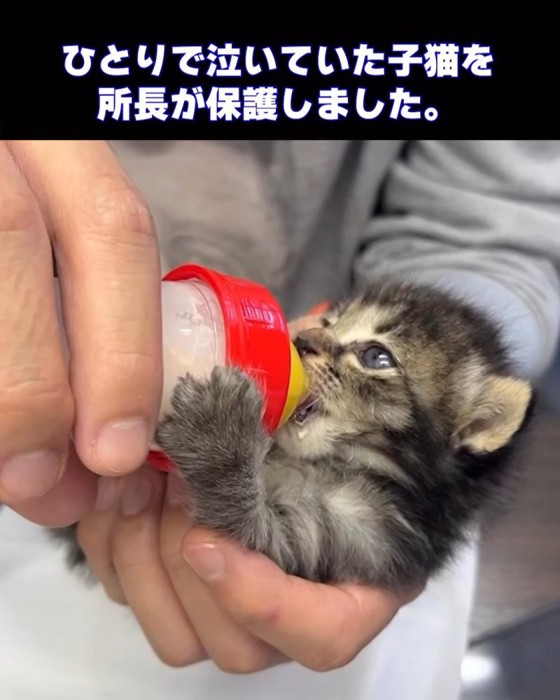 ミルクを飲む子猫