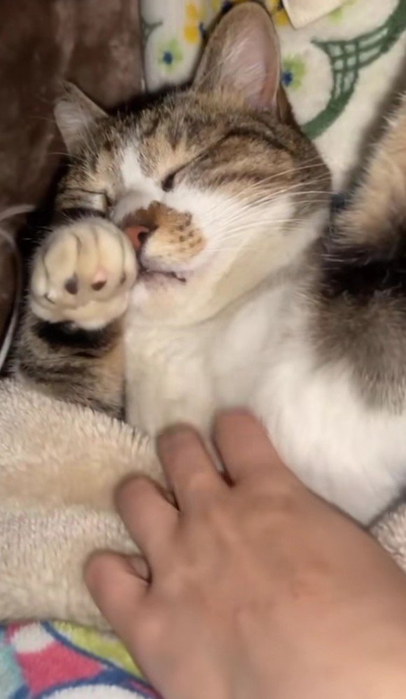 布団で眠る猫