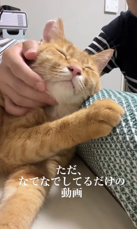 横になって顎の下を撫でられている猫