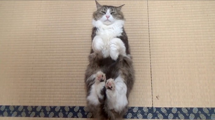 固まるボス吉くん2