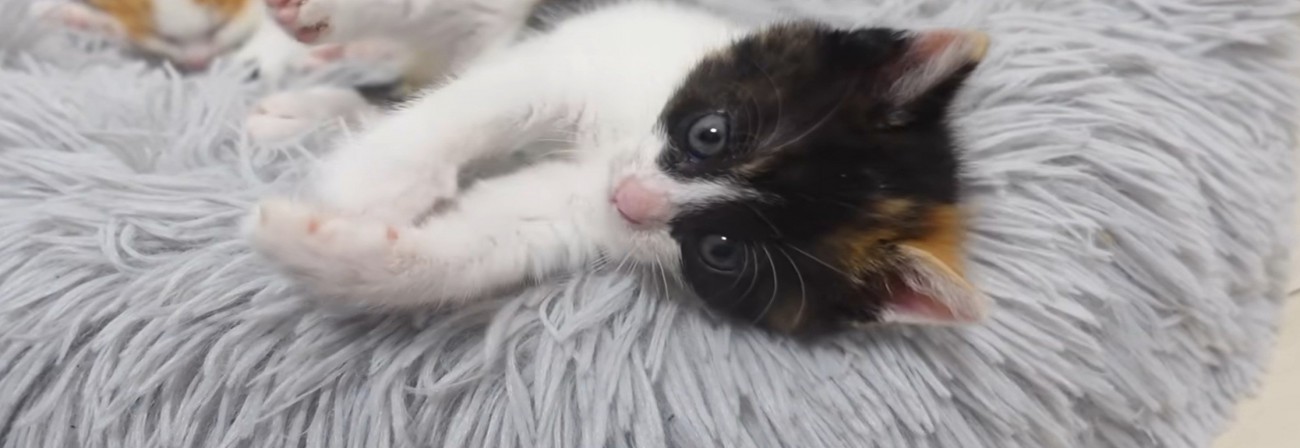目を見開く三毛猫
