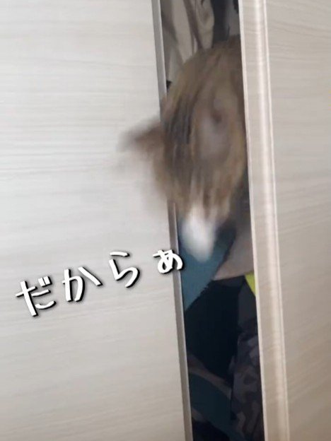 クローゼットから出てくる猫