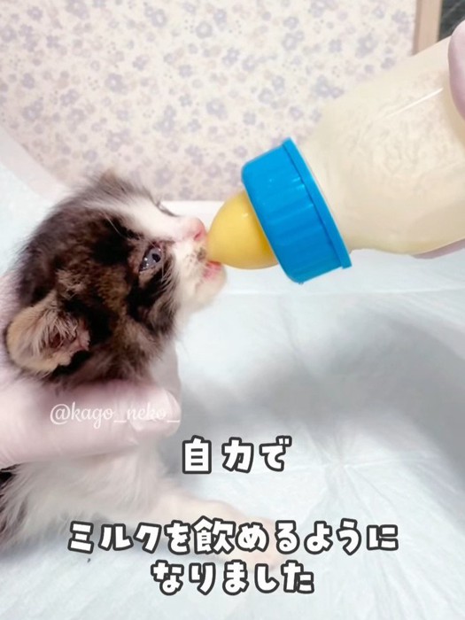 哺乳瓶でミルクを飲む子猫
