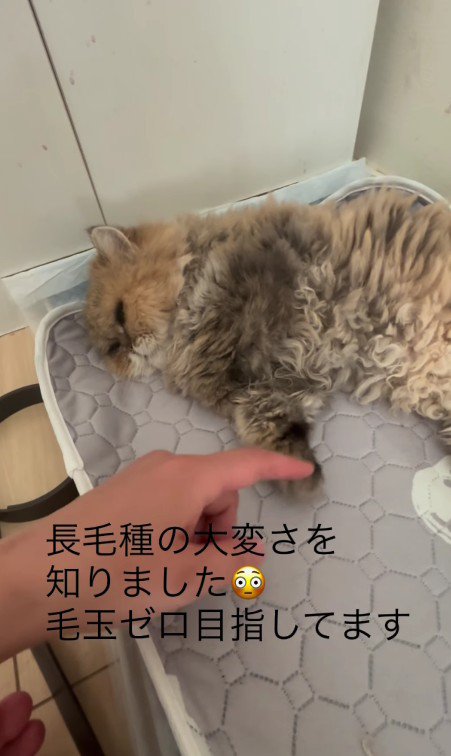寝そべる猫