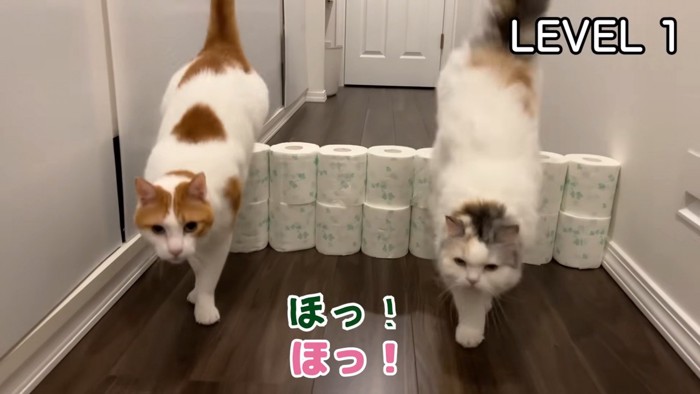 華麗に飛び越える2匹