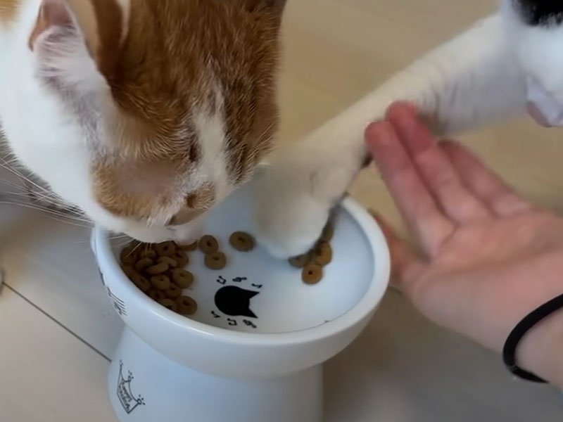 皿に手を伸ばす猫