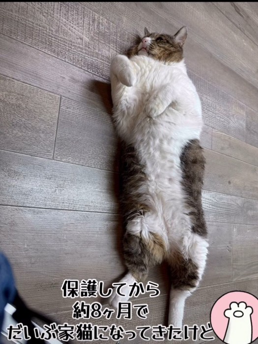 仰向けの猫