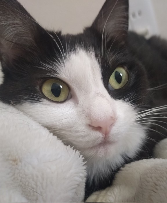 薄い黄色の目の猫