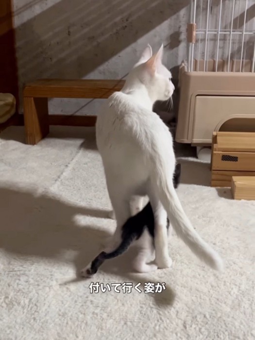 母猫の後ろ足の間を通る子猫