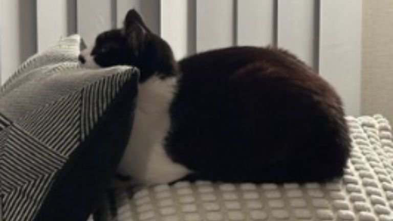 クッションに乗る猫