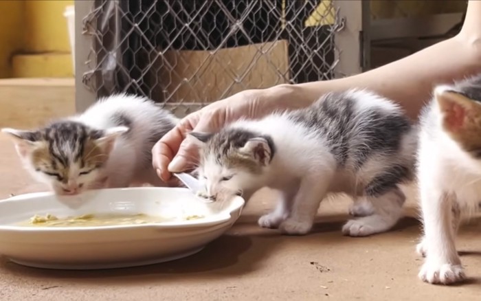 皿をかじる猫